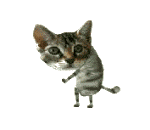 :catdance